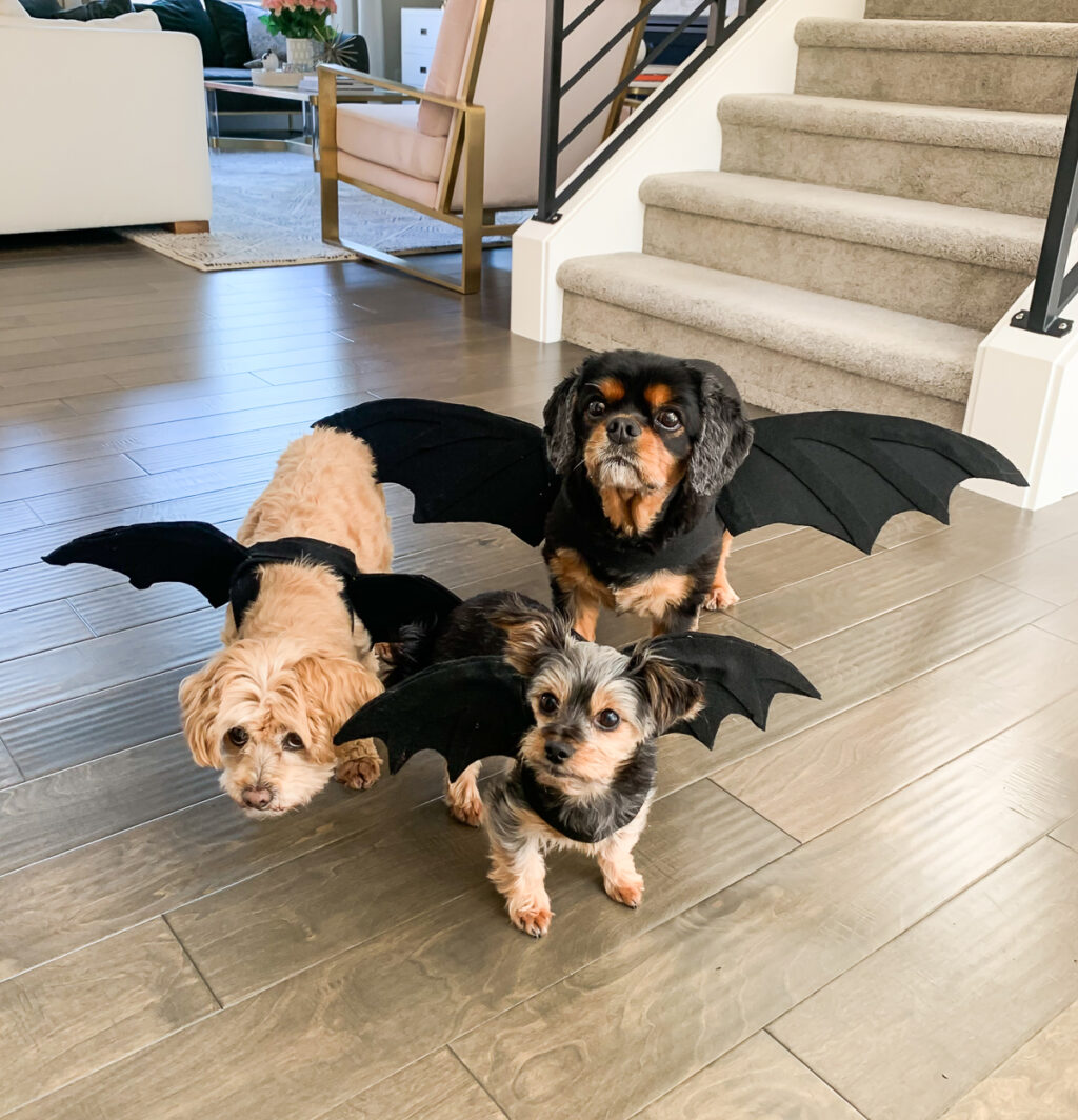 No sew DIY dragon dog costume, Game of Thrones dragon Halloween costume